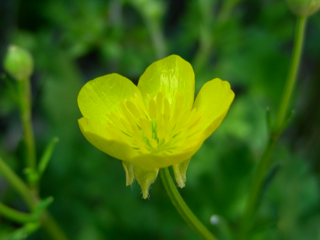 Ranunculus ....